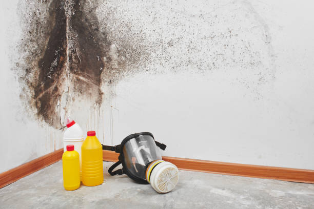 Best Mold Removal Company Near Me  in Horizon City, TX