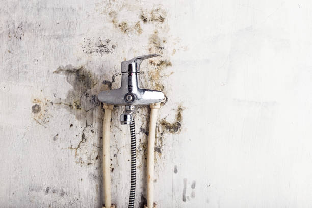 Best Professional Mold Removal  in Horizon City, TX