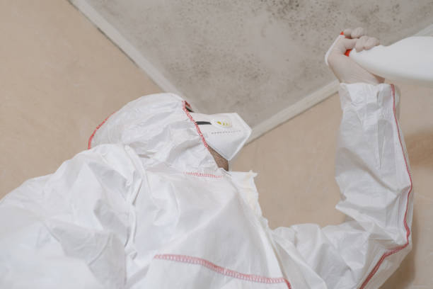 Best Home Mold Removal  in Horizon City, TX