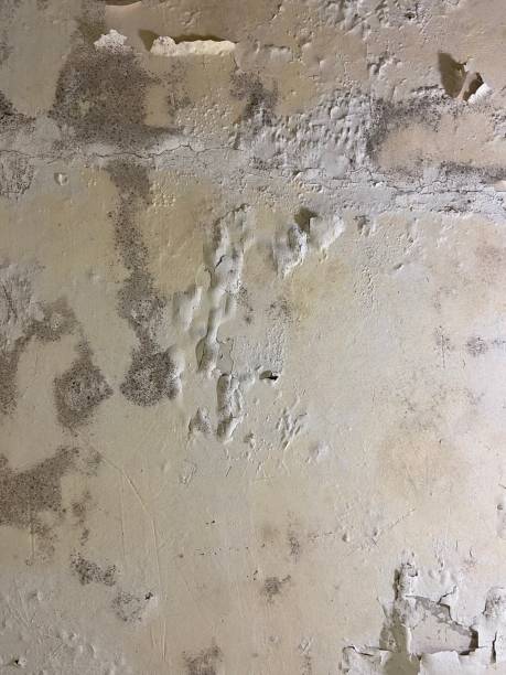 Best Certified Mold Removal  in Horizon City, TX