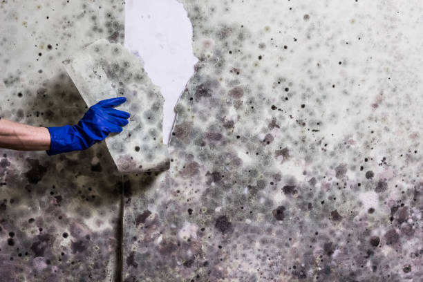 Certified Mold Removal in Horizon City, TX