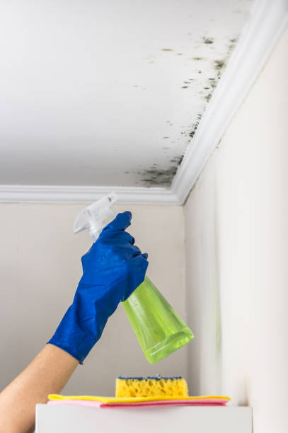 Crawl Space Mold Removal in Horizon City, TX